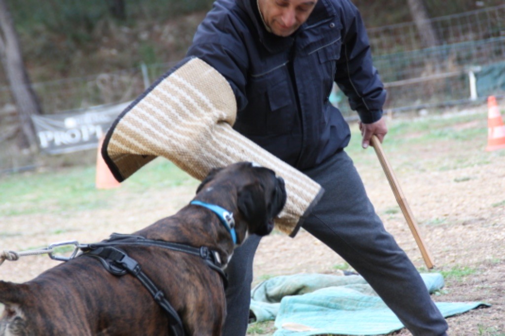Au club canin