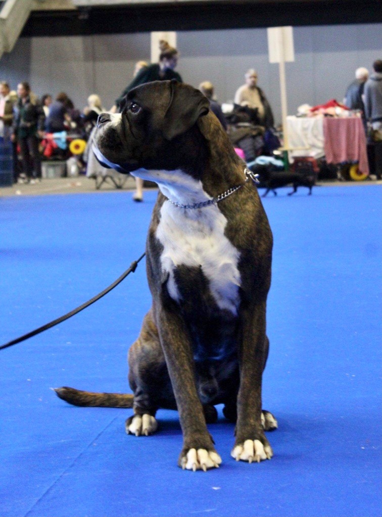 En exposition canine